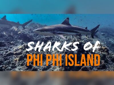 Shark Point, Koh Phi Phi, Thailand