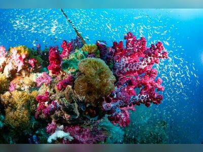 Coral Garden, Similan Islands, Thailand
