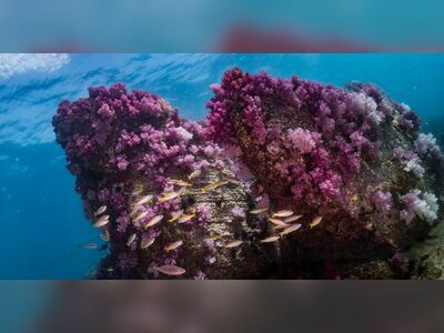 Stonehenge Dive Site, Koh Lipe, Thailand
