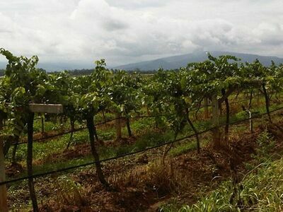 Chateau de Loei Winery, Loei, Thailand