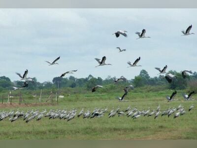 Buriram Bird Park, Buriram, Thailand