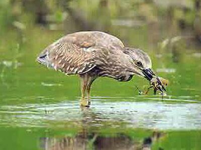 Buriram Bird Park, Buriram, Thailand