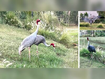Buriram Bird Park, Buriram, Thailand