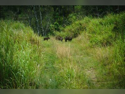 Phu Luang Wildlife Sanctuary, Loei, Thailand