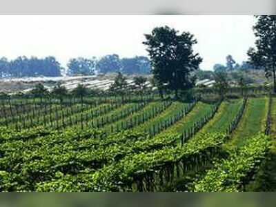 Chateau de Loei Winery, Loei, Thailand