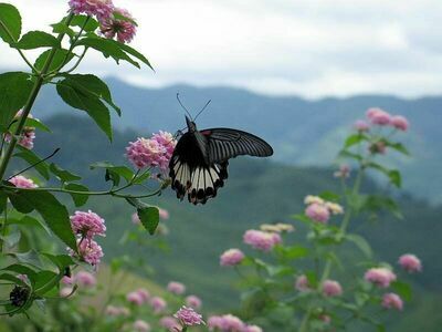 Doi Phu Kha National Park, Nan, Thailand