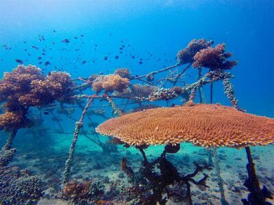 Koh Tao Coral Nursery, Koh Tao, Thailand