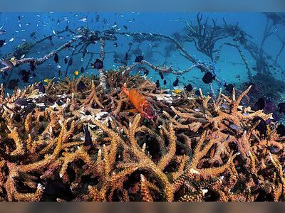 Koh Tao Coral Nursery, Koh Tao, Thailand