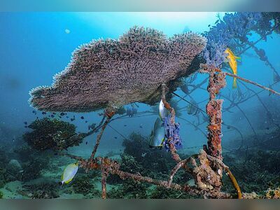 Koh Tao Coral Nursery, Koh Tao, Thailand