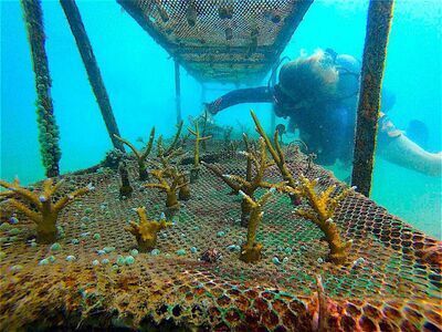 Koh Tao Coral Nursery, Koh Tao, Thailand