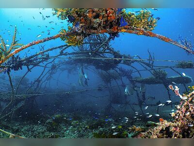 Koh Tao Coral Nursery, Koh Tao, Thailand