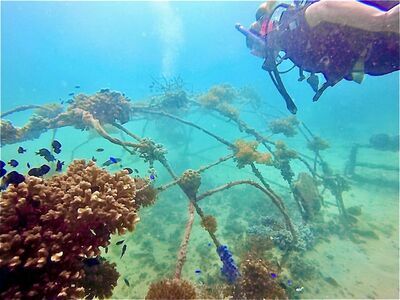 Koh Tao Coral Nursery, Koh Tao, Thailand