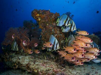 Snapper Alley, Similan Islands, Thailand