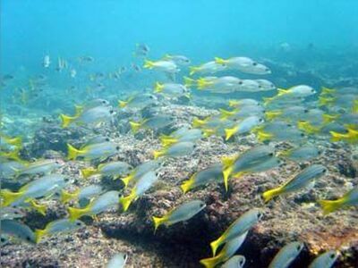 Snapper Alley, Similan Islands, Thailand