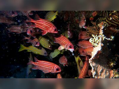 Snapper Alley, Similan Islands, Thailand