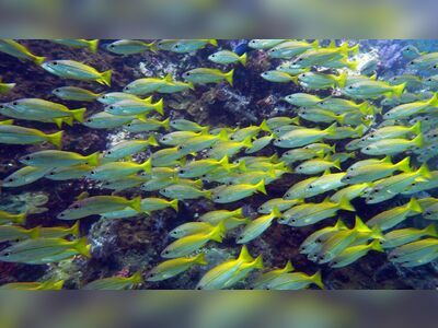 Snapper Alley, Similan Islands, Thailand