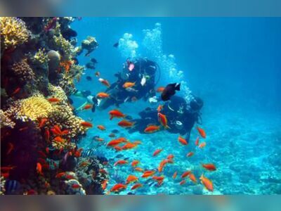 Coral Garden, Similan Islands, Thailand
