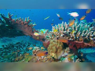 Coral Garden, Similan Islands, Thailand