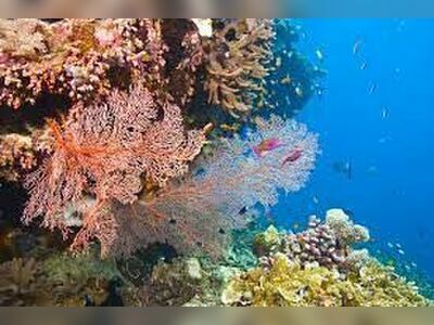 Coral Garden, Similan Islands, Thailand