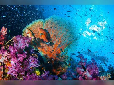Coral Garden, Similan Islands, Thailand