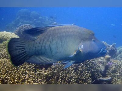 Shark Fin Reef, Similan Islands, Thailand