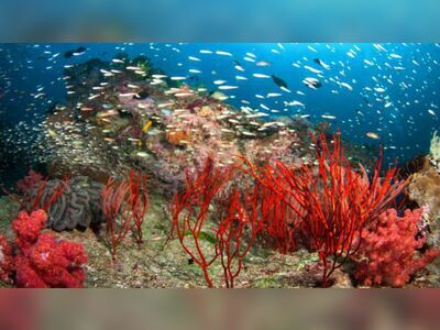 Shark Fin Reef, Similan Islands, Thailand