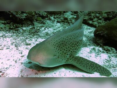 Shark Fin Reef, Similan Islands, Thailand