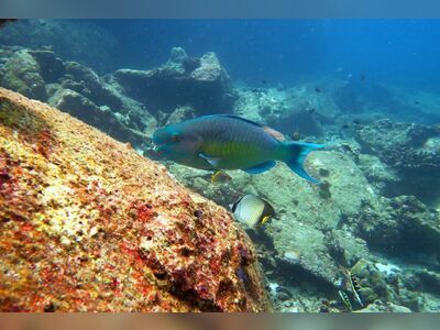 Shark Fin Reef, Similan Islands, Thailand