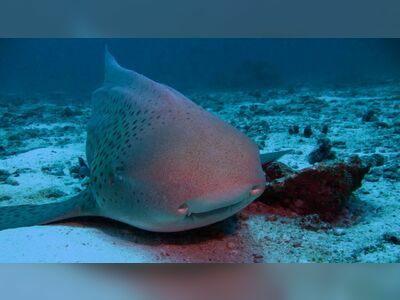 Shark Fin Reef, Similan Islands, Thailand