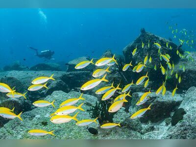 Shark Fin Reef, Similan Islands, Thailand