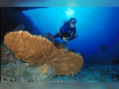 Shark Fin Reef, Similan Islands, Thailand