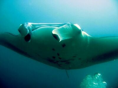 North Point, Similan Islands, Thailand