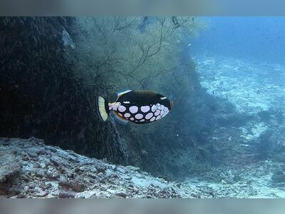 West of Eden, Similan Islands, Thailand