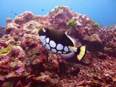 West of Eden, Similan Islands, Thailand