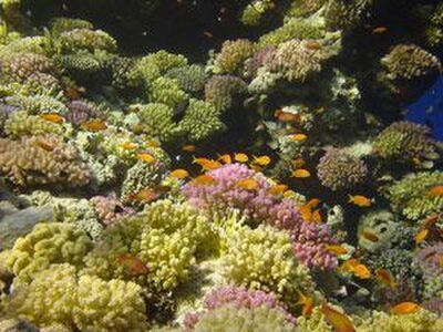 East of Eden, Similan Islands, Thailand