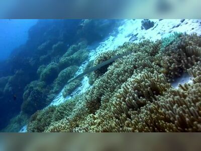 East of Eden, Similan Islands, Thailand