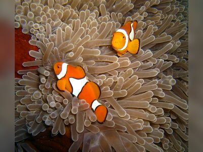 Christmas Point, Similan Islands, Thailand
