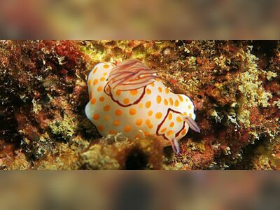 Christmas Point, Similan Islands, Thailand
