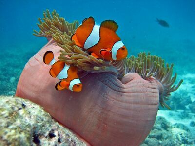 Christmas Point, Similan Islands, Thailand