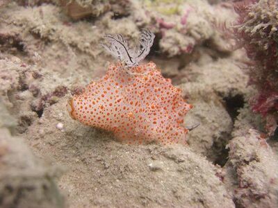 Christmas Point, Similan Islands, Thailand