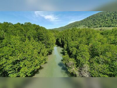 Salak Khok Mangrove Walkway, Koh Chang, Thailand