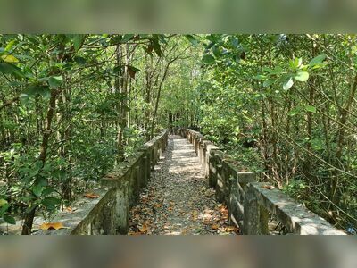 Salak Khok Mangrove Walkway, Koh Chang, Thailand