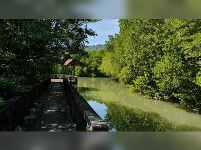 Salak Khok Mangrove Walkway, Koh Chang, Thailand