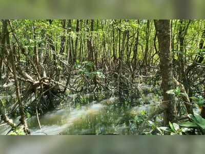 Salak Khok Mangrove Walkway, Koh Chang, Thailand