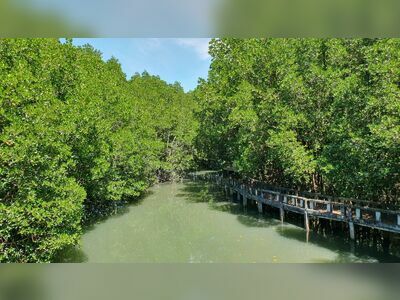 Salak Khok Mangrove Walkway, Koh Chang, Thailand