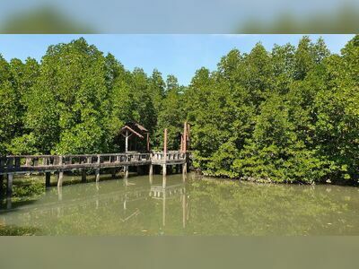 Salak Khok Mangrove Walkway, Koh Chang, Thailand