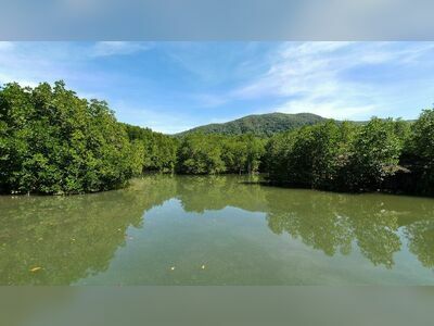 Salak Khok Mangrove Walkway, Koh Chang, Thailand