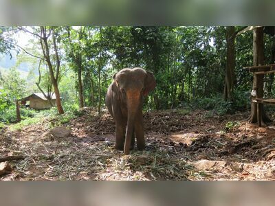 Ban Kwan Chang Elephant Camp, Koh Chang, Thailand