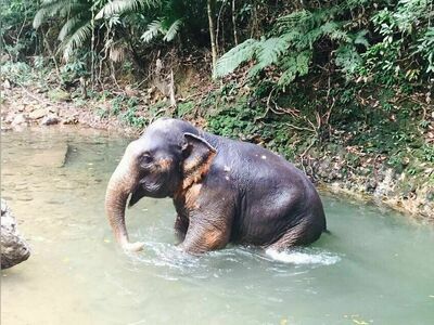 Ban Kwan Chang Elephant Camp, Koh Chang, Thailand