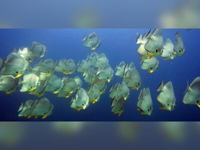 Batfish Bend, Similan Islands, Thailand